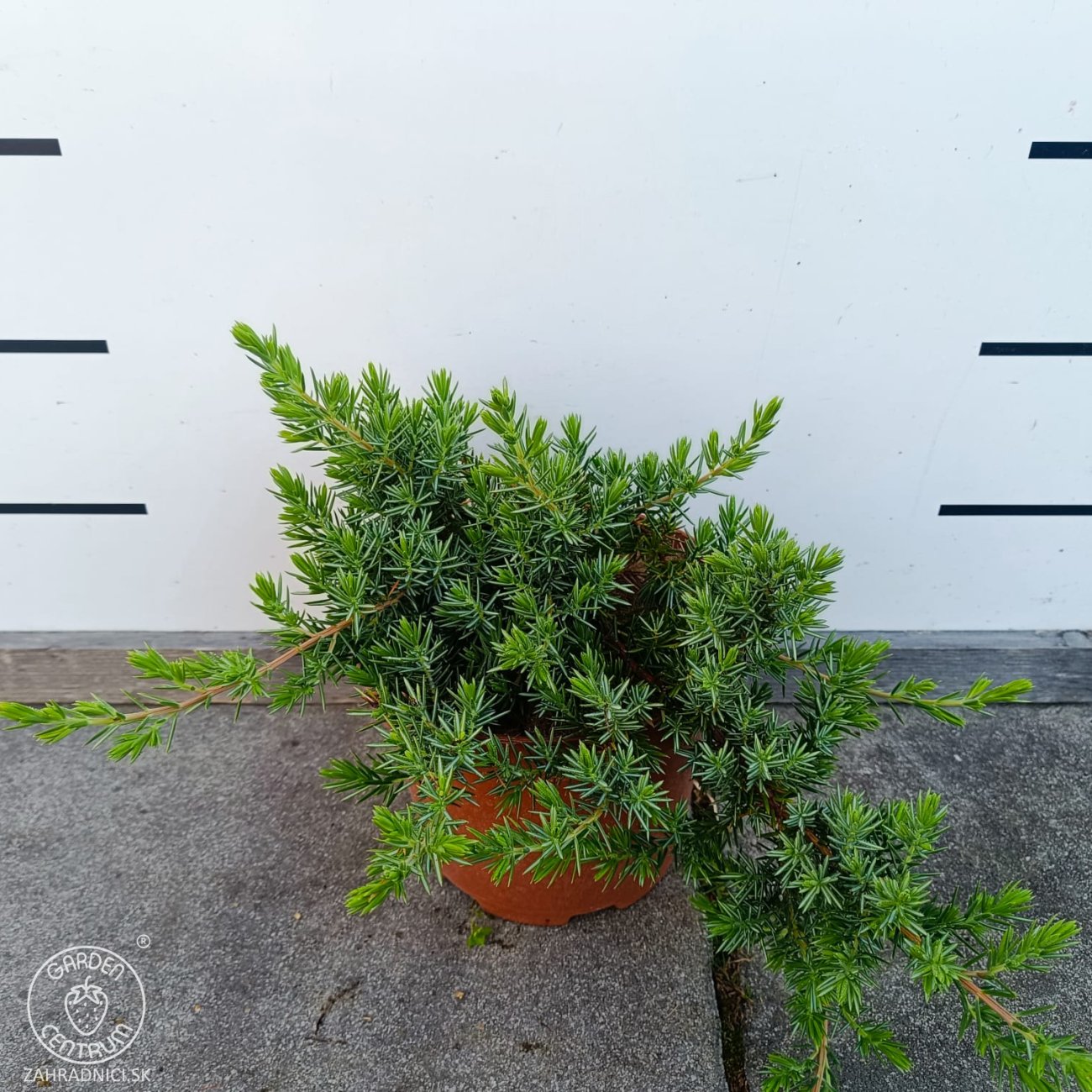 Obrázok Borievka pobrežná (Juniperus conferta) ´BLUE PACIFIC´ – výška 20-30 cm, kont. C3L